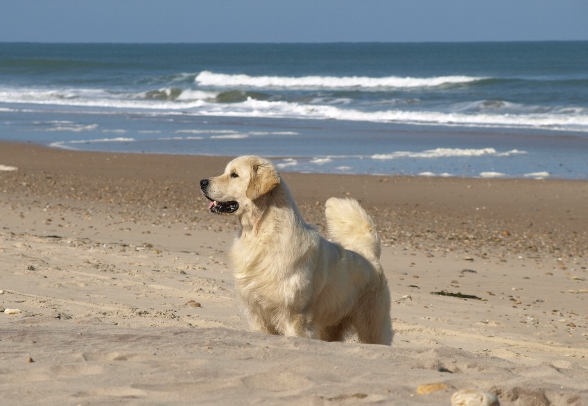 CHIOTS GOLDEN RETRIEVER BRETAGNE - ELEVAGE DES JARDINS D'EPONA